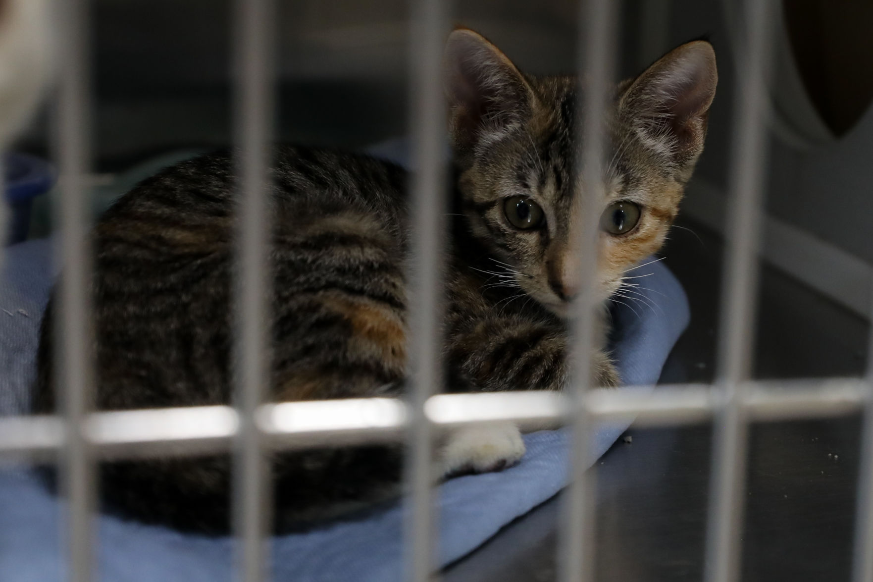 Lee County Humane Society pets for adoption